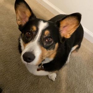 Meet your Posher, Sam